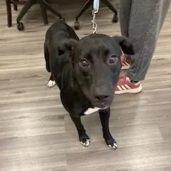 A young large-sized male Black Mixed Breed dog named Hugo for adoption in York, PA
