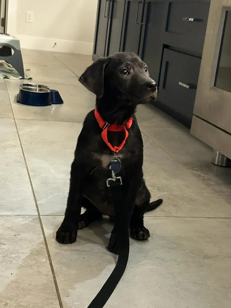 A baby extra large-sized male Labrador Retriever dog named Kerri for adoption in North Syracuse, NY