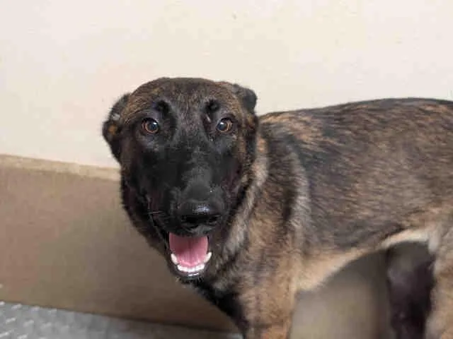A young medium-sized female Belgian Shepherd / Malinois dog named Lydia for adoption in Bonita, CA
