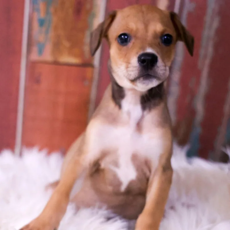 A baby medium-sized male Brown / Chocolate Chihuahua dog named Apollo for adoption in Casa Grande, AZ