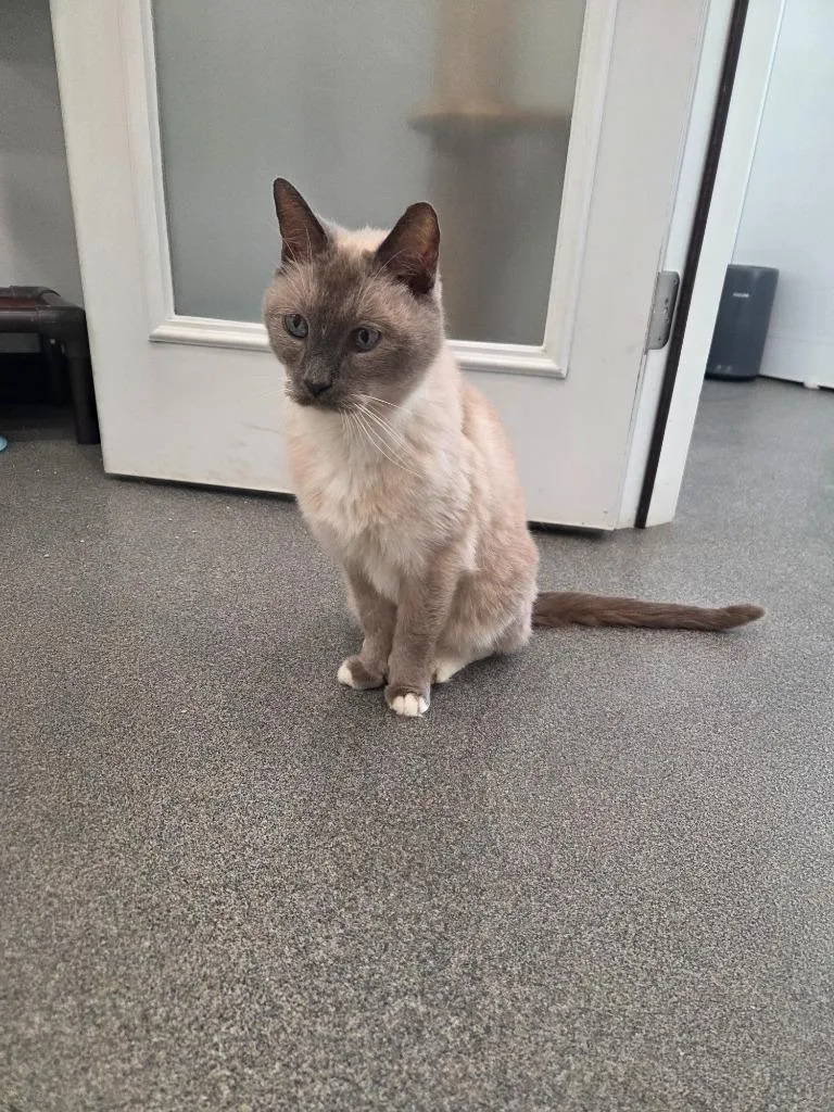 A senior small-sized male Siamese cat named Little Man for adoption in Lunenburg, VT
