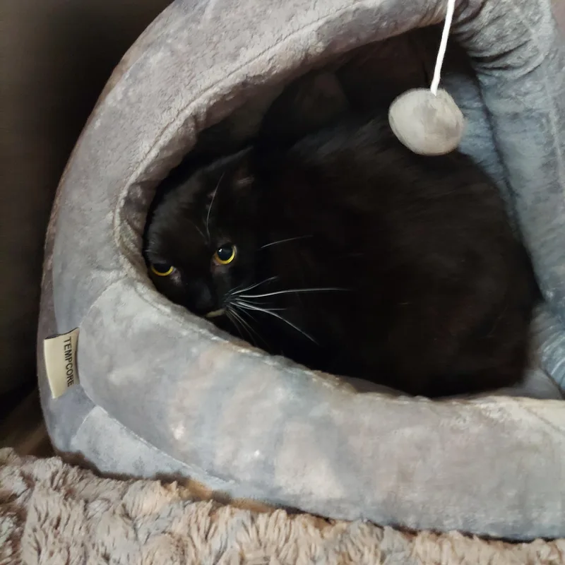 An adult large-sized male Black & White / Tuxedo Domestic Medium Hair cat named & for adoption in Pawtucket, RI