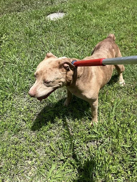 An adult large-sized female Mixed Breed dog named Elfaba for adoption in Dallas, TX