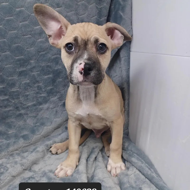 A baby small-sized male Terrier dog named Coastan for adoption in New Tazewell, TN