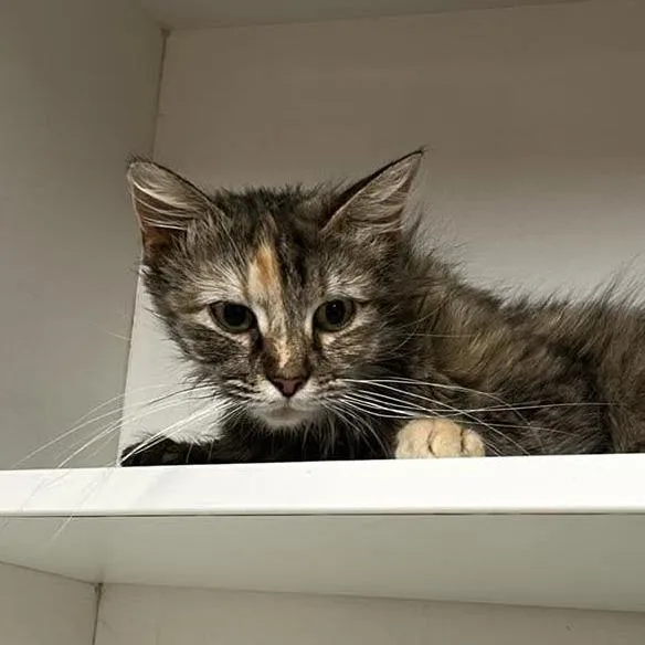 An adult small-sized female Brown / Chocolate Domestic Medium Hair cat named Frazzle for adoption in Troy, IL