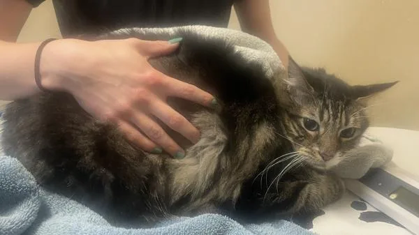 An adult small-sized male Domestic Long Hair cat named Fluffy for adoption in Oceanside, CA