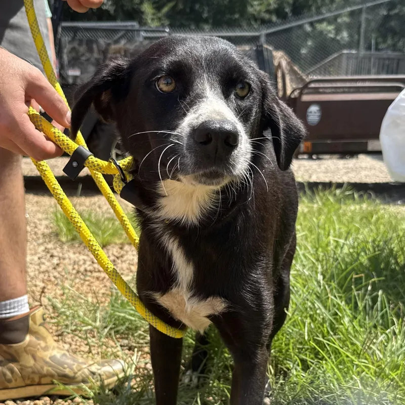 A young medium-sized female Black Labrador Retriever dog named Layla for adoption in Columbia, SC
