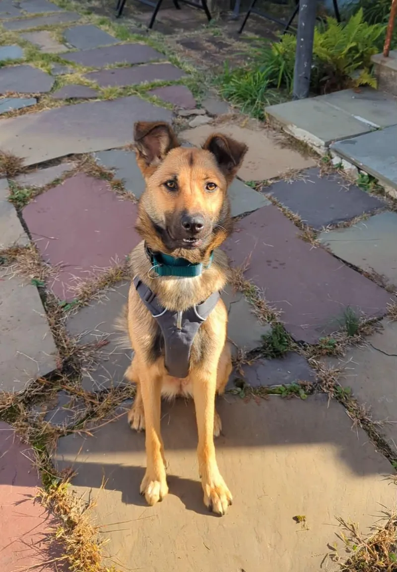 A young medium-sized female Yellow / Tan / Blond / Fawn German Shepherd Dog dog named Brandy for adoption in Ossining, NY
