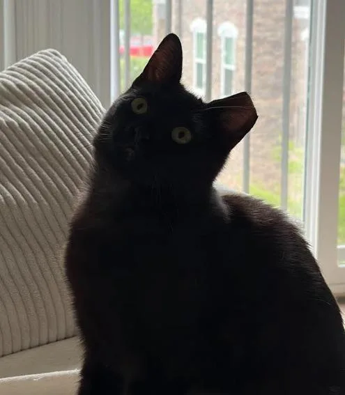 A baby medium-sized female Domestic Short Hair cat named Vesper for adoption in Youngsville, NC