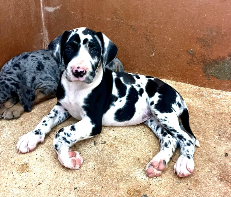A baby extra large-sized female Great Dane dog named Cleo for adoption in Pine Beach, NJ