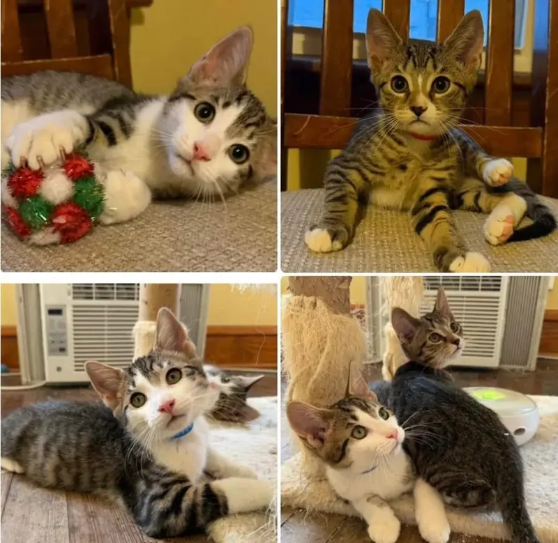 A young small-sized male Tabby (Brown / Chocolate) Domestic Short Hair cat named Rascal for adoption in Dunkirk, NY