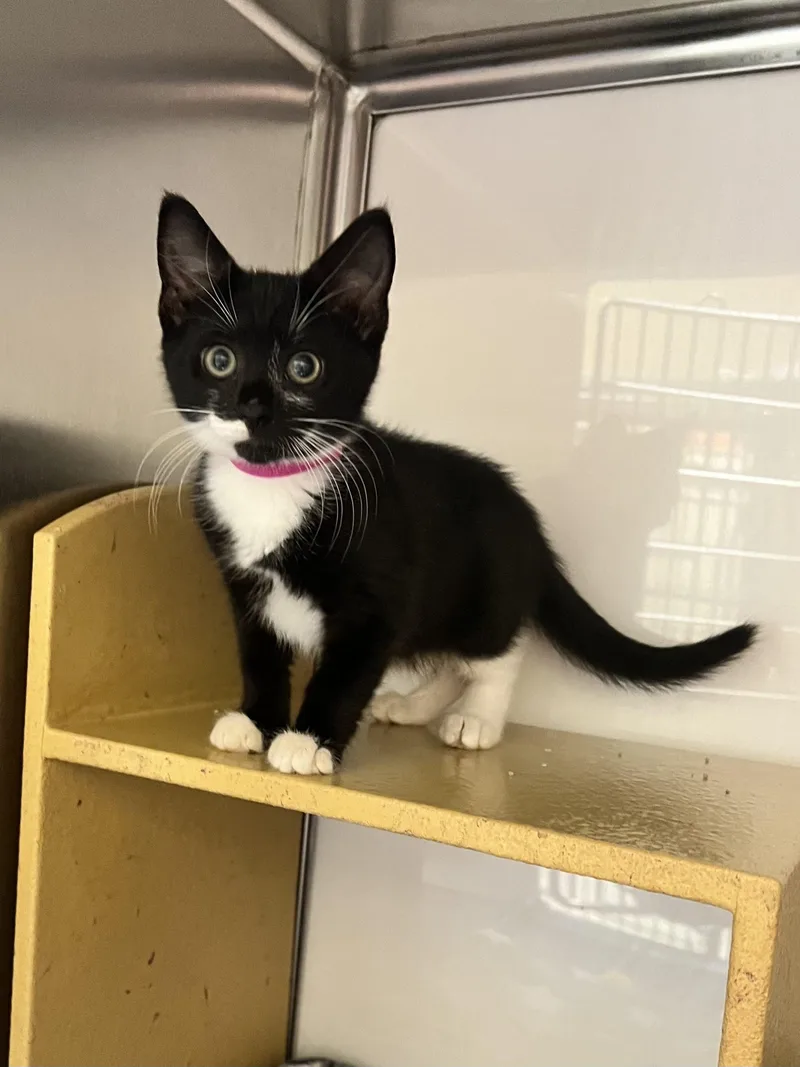 A baby small-sized female Domestic Short Hair cat named Marie for adoption in Seven Valleys, PA