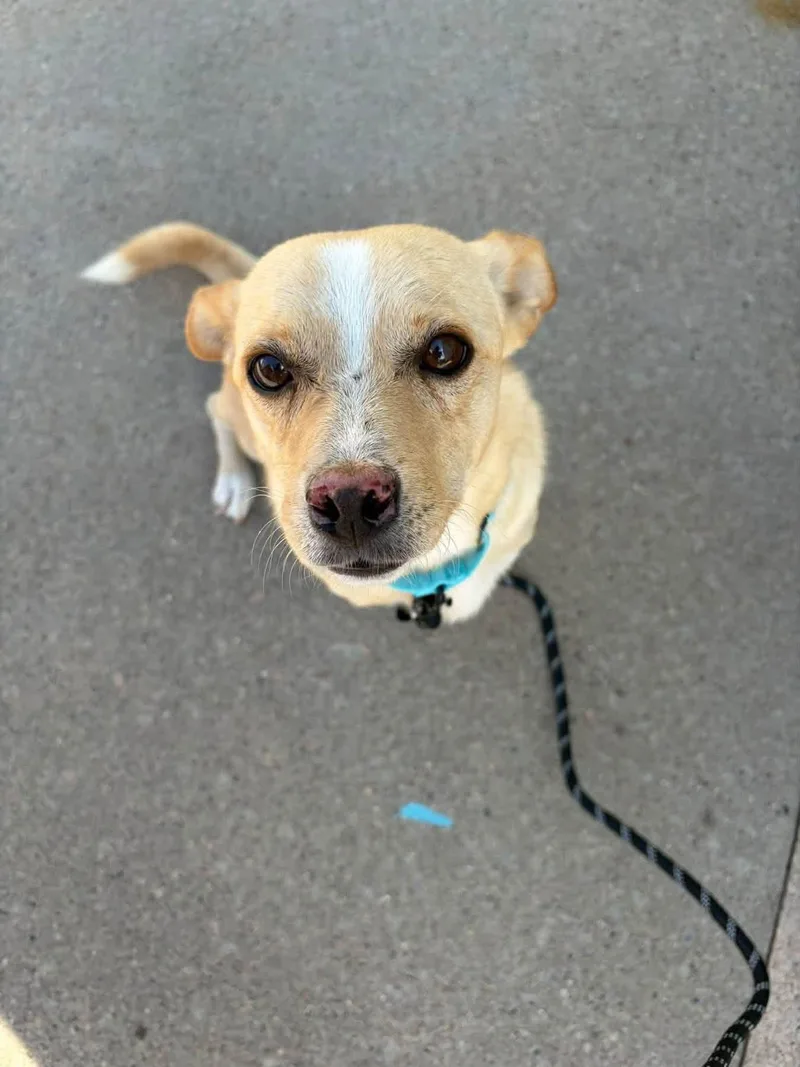 A young small-sized male Chihuahua dog named Rowan for adoption in New London, WI
