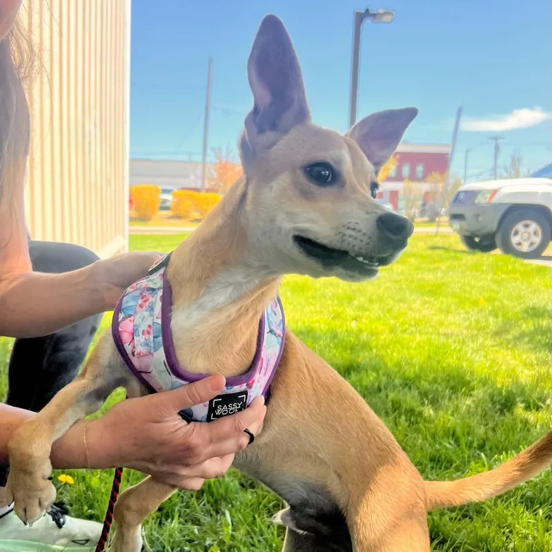 A baby small-sized male Golden Rat Terrier dog named Cherry for adoption in Williston, VT