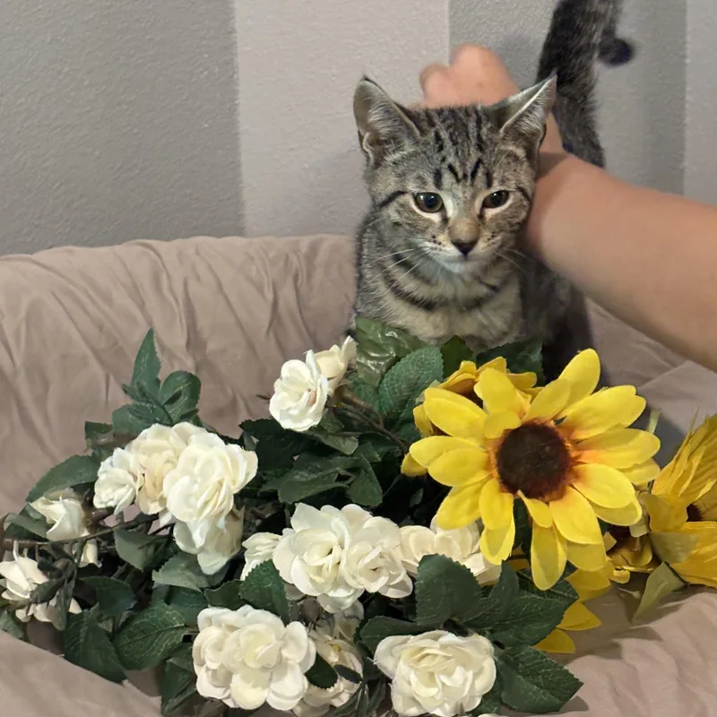 A baby small-sized female Tabby (Gray / Blue / Silver) Domestic Short Hair cat named Fudge for adoption in Palm City, FL