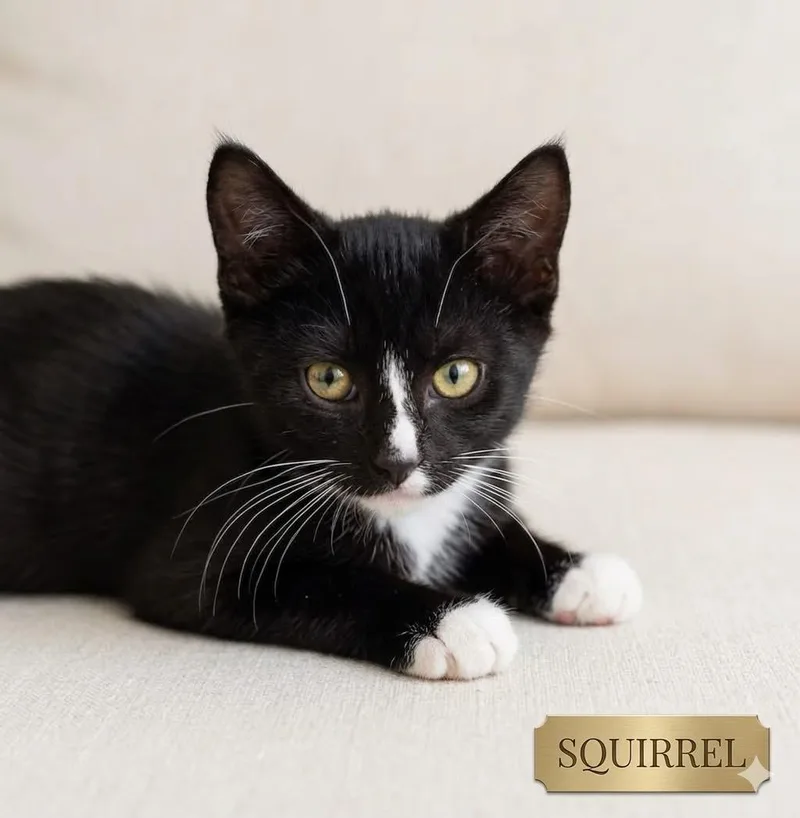 A baby medium-sized male Black & White / Tuxedo Tuxedo cat named Squirrel for adoption in Palmdale, CA