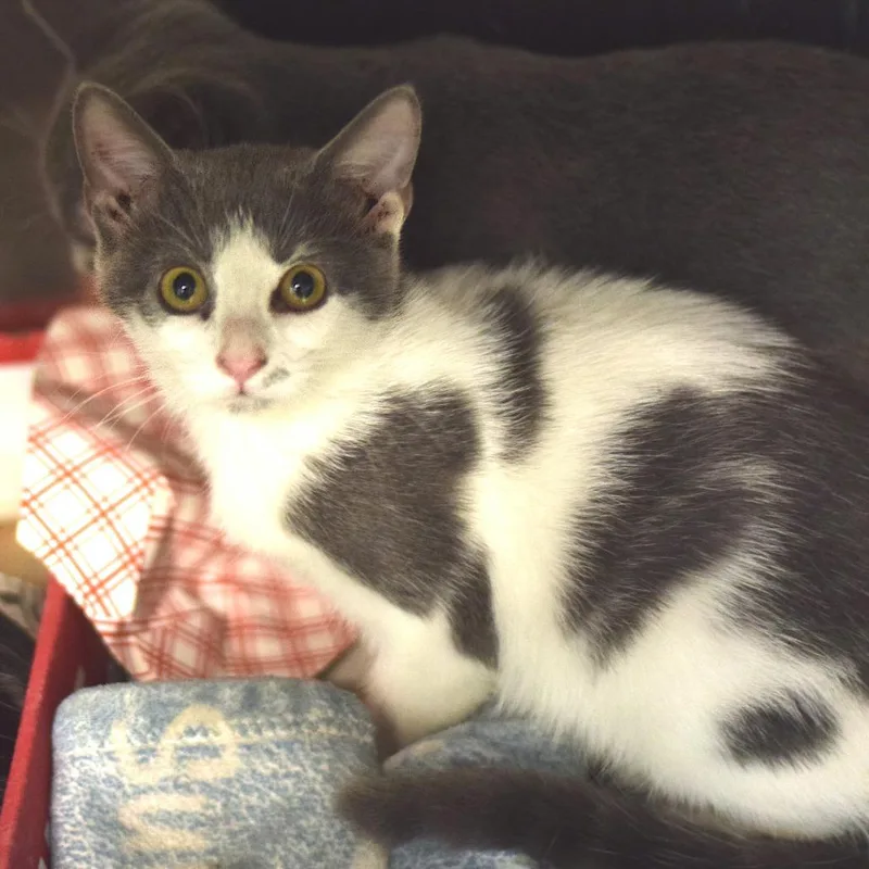 A baby small-sized male Gray / Blue / Silver Domestic Short Hair cat named Toto for adoption in Belleville, IL