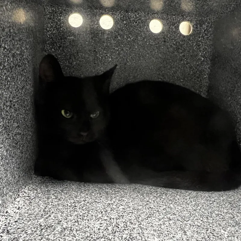 A young medium-sized male Black American Shorthair cat named Cloudy for adoption in Birmingham, AL