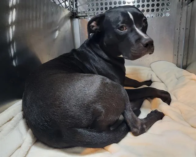 A young large-sized female Pit Bull Terrier dog named Tori for adoption in Tustin, CA