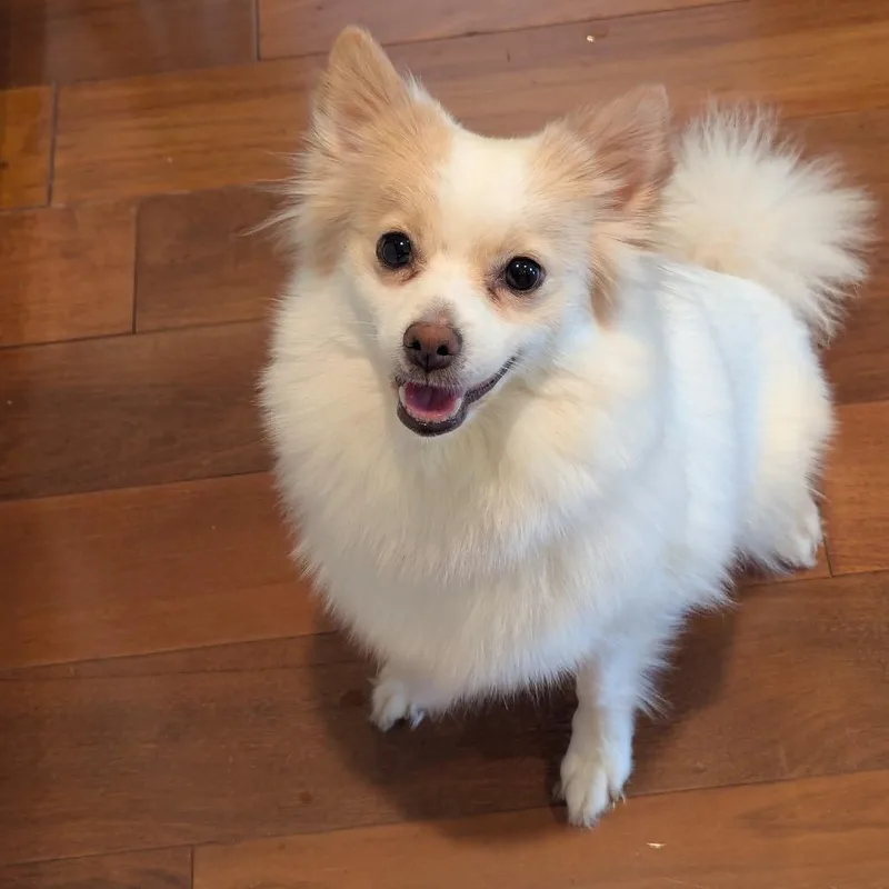 An adult small-sized female White / Cream Pomeranian dog named Princess Buttercup for adoption in Silver Spring, MD