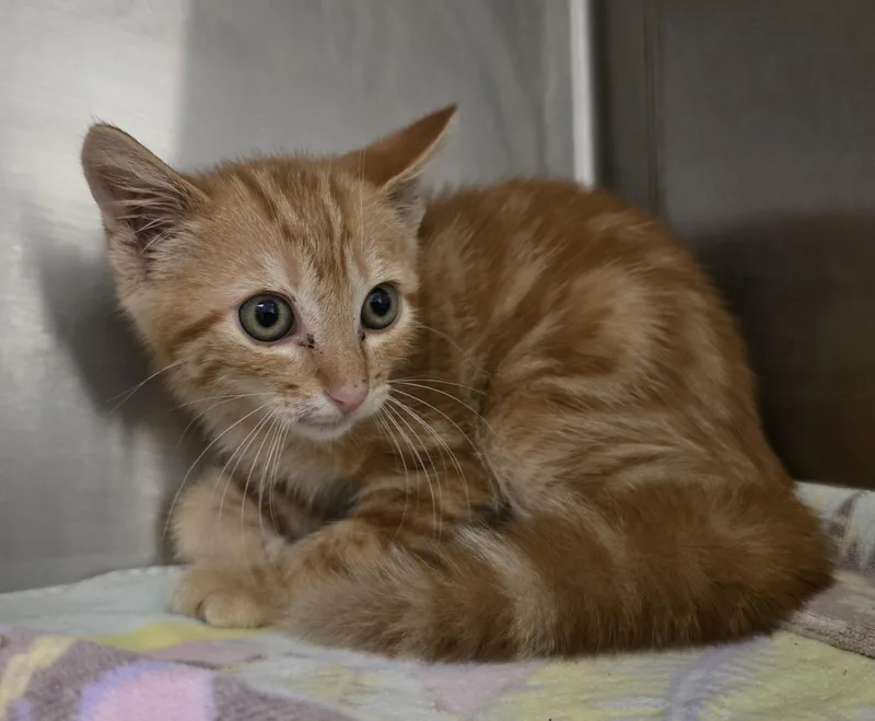 A young medium-sized male Tabby (Orange / Red) Domestic Short Hair cat named Tang for adoption in Friendswood, TX