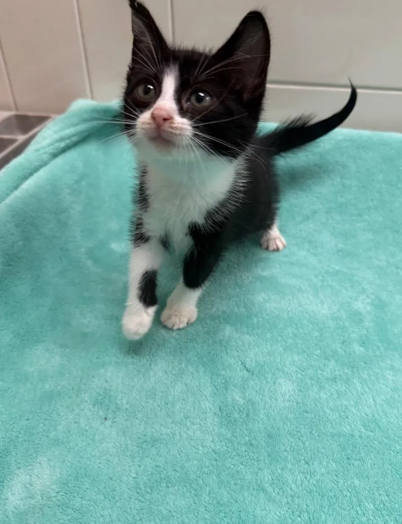 A baby small-sized male Domestic Short Hair cat named Frito for adoption in Seguin, TX