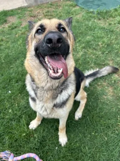 An adult large-sized female German Shepherd Dog dog named Pinky for adoption in Memphis, TN