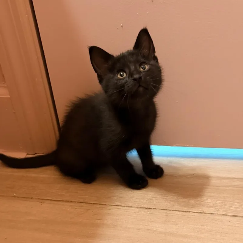 A baby small-sized male Black Domestic Short Hair cat named Gallo for adoption in Ponte Vedra Beach, FL