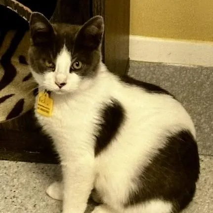 Felix Handsome Fellow