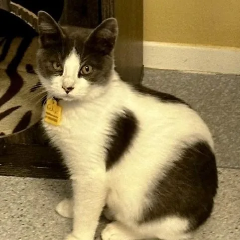 Felix  Handsome Fellow thumbnail 4