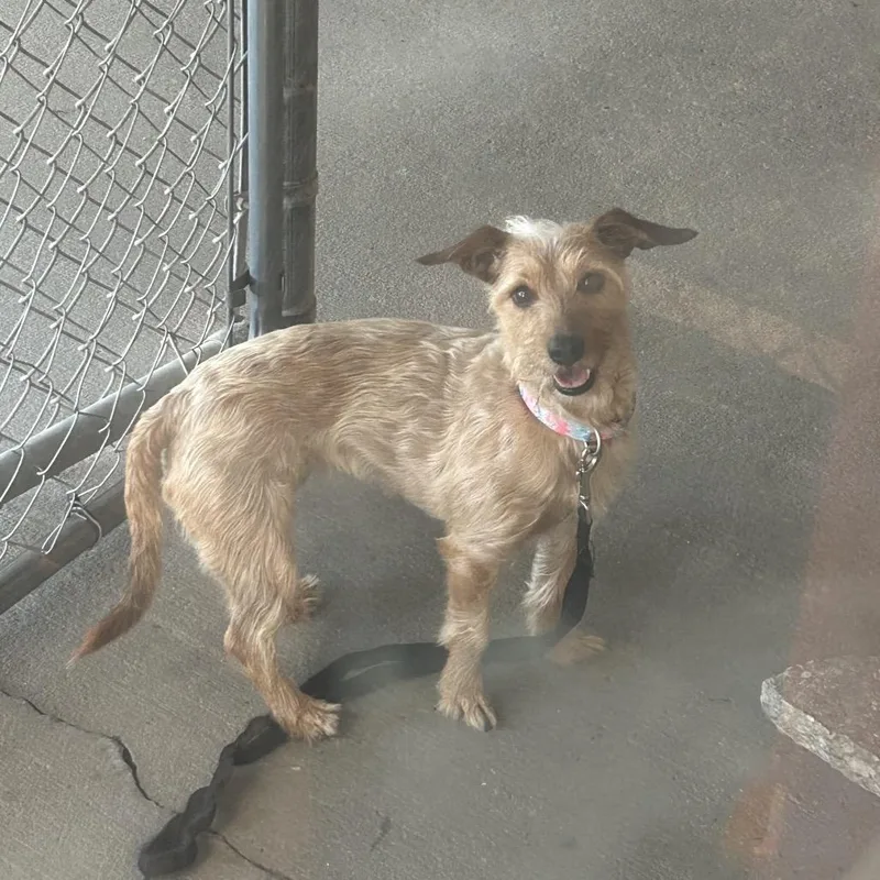 Stray