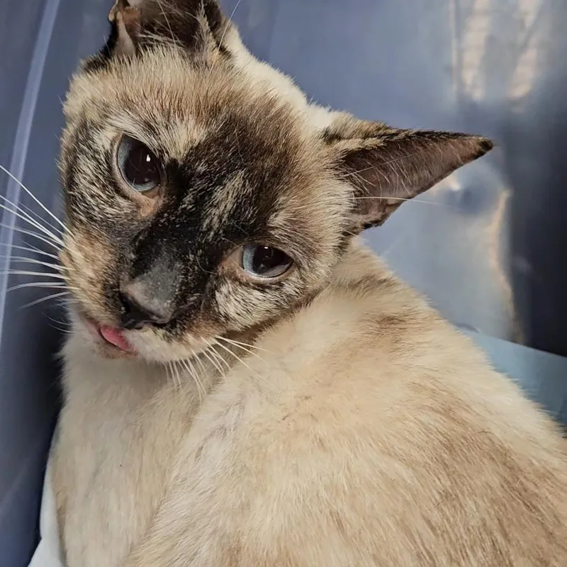 Indigo N.  Sweet thumbnail 2