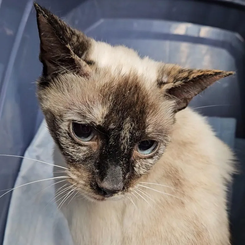 Indigo N.  Sweet thumbnail 3