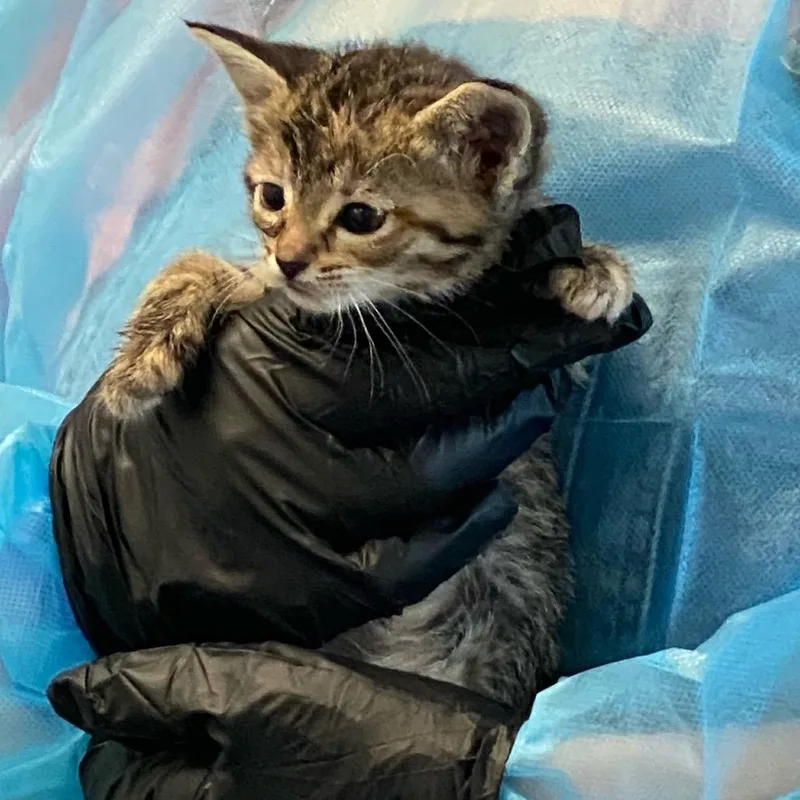 A baby small-sized female Brown / Chocolate Domestic Short Hair cat named Natasha Romanoff for adoption in Los Angeles, CA