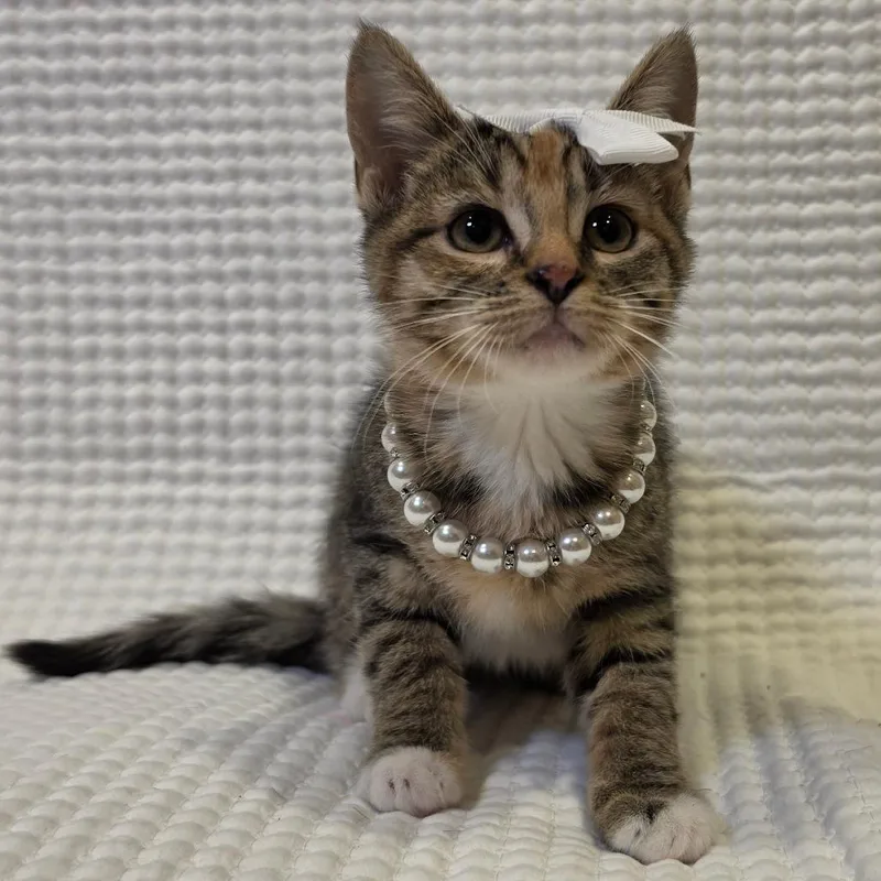 A baby small-sized female Calico Domestic Medium Hair cat named Arwen for adoption in Tipton, IN