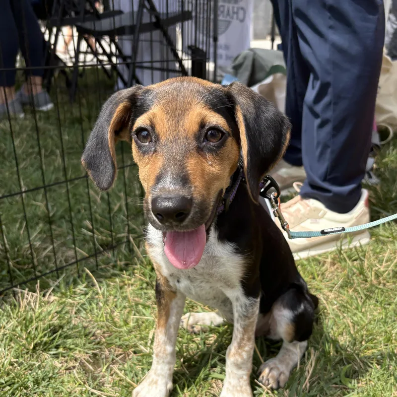 A baby medium-sized female Beagle dog named Gertie for adoption in Columbia, MD