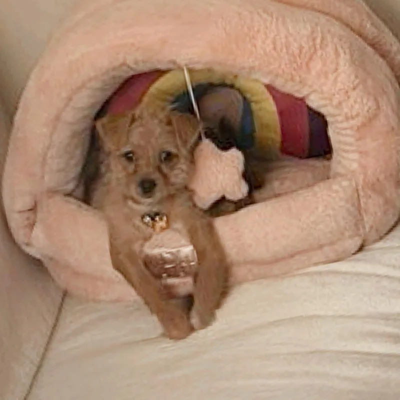 A young small-sized male Yellow / Tan / Blond / Fawn Chihuahua dog named Brown Bear for adoption in Houston, TX