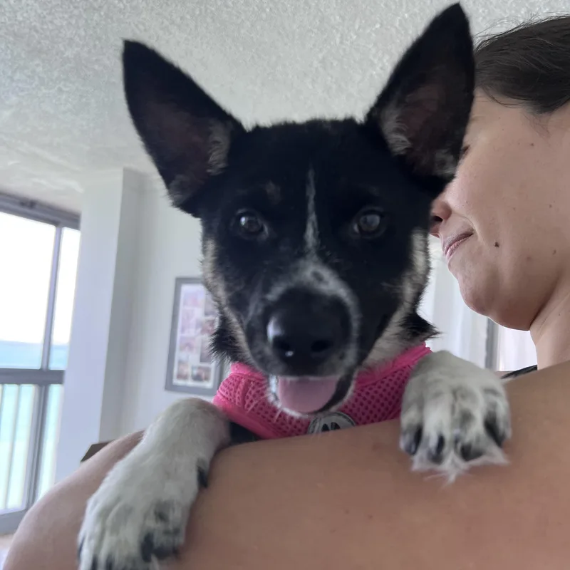 Siesta  Your Besta thumbnail 3