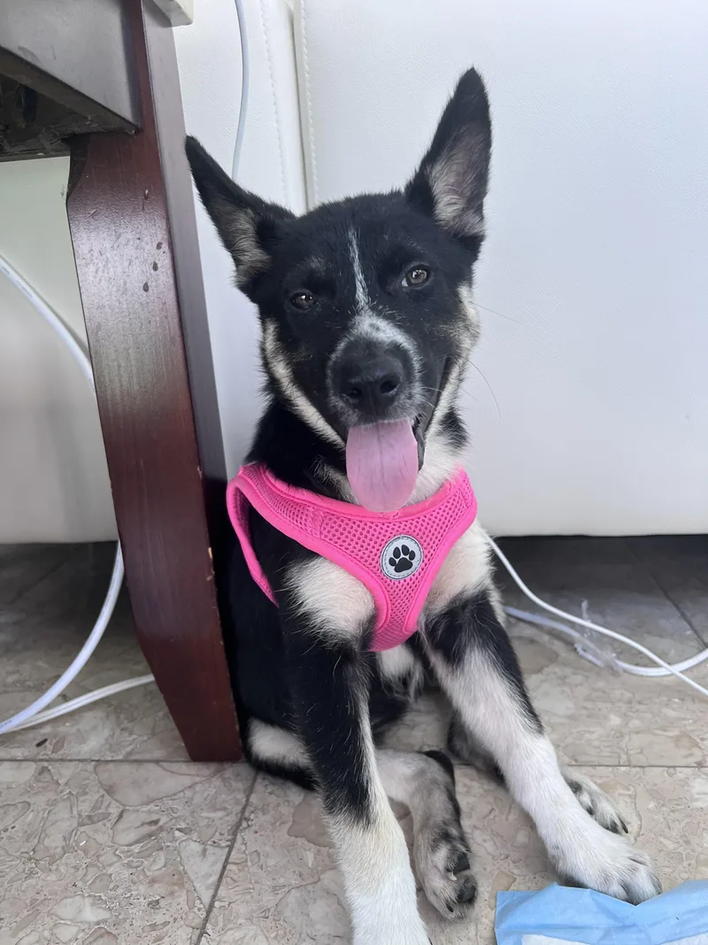 Siesta  Your Besta thumbnail 4