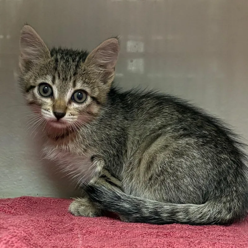 A baby small-sized female Gray / Blue / Silver Domestic Short Hair cat named Queen B for adoption in Yuma, AZ