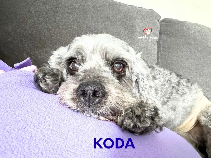A senior medium-sized male Cockapoo dog named Koda for adoption in Council Bluffs, IA