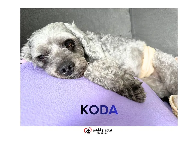 Koda thumbnail 2