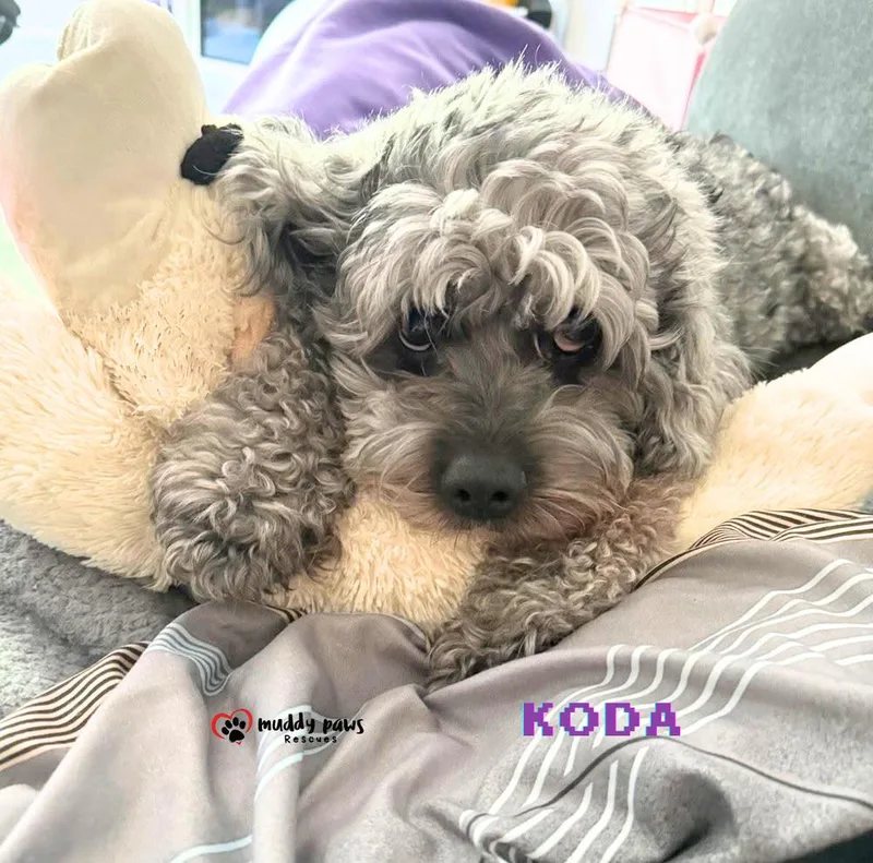 Koda thumbnail 3