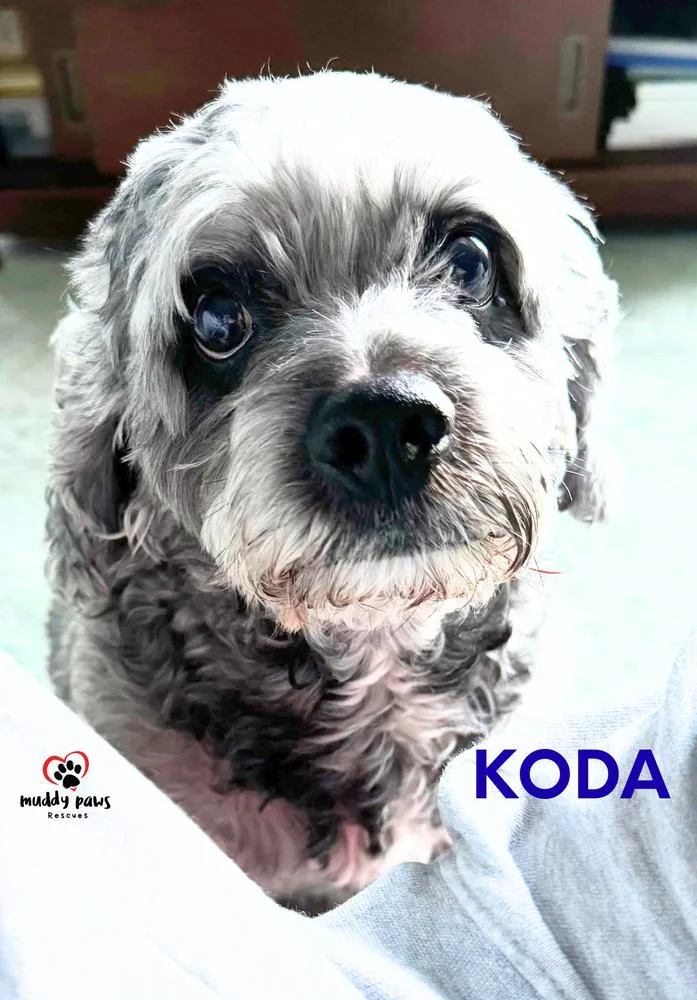 Koda thumbnail 4