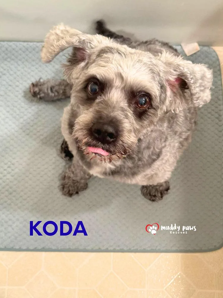 Koda thumbnail 5