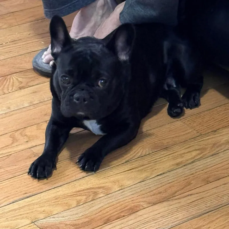 An adult medium-sized female Black French Bulldog dog named Princess for adoption in Springfield, MA