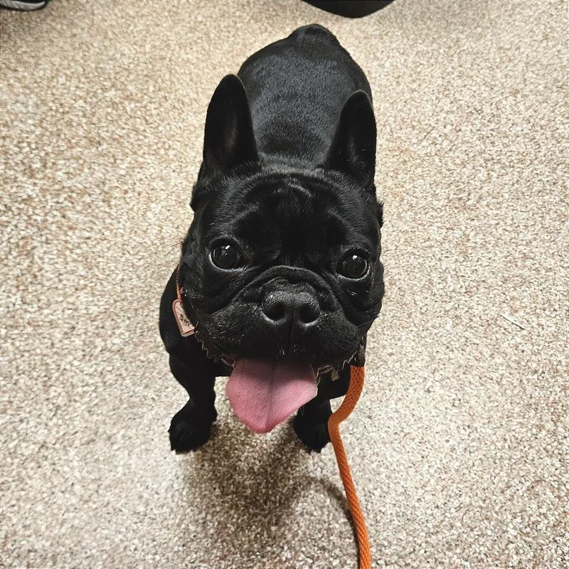 Princess thumbnail 2