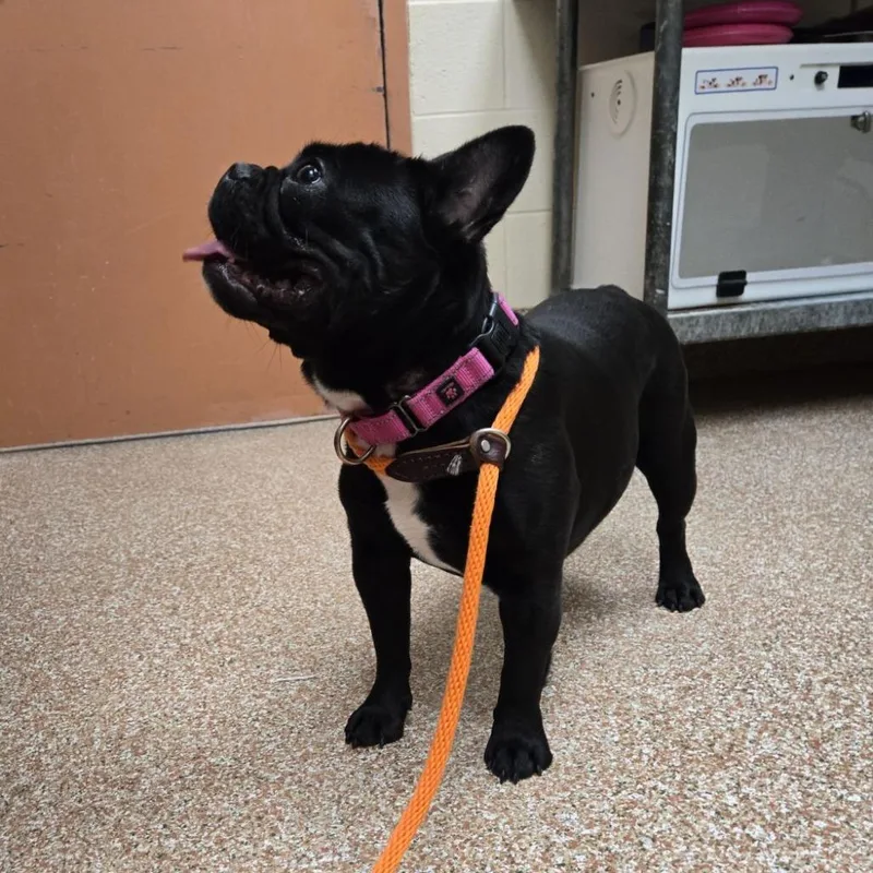 Princess thumbnail 3