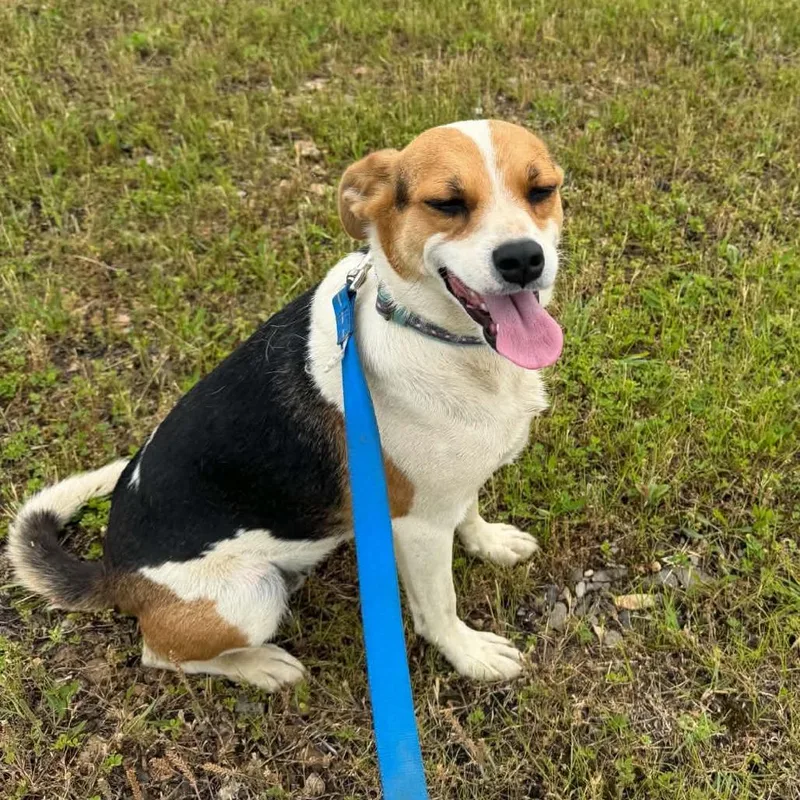 A young medium-sized female White / Cream Beagle dog named Molly for adoption in Buffalo, MN