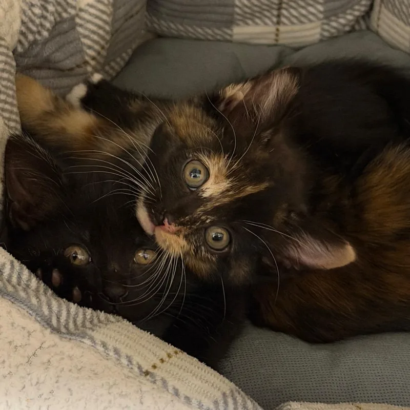 A baby small-sized female Tortoiseshell Domestic Short Hair cat named Daisy for adoption in Middleburg Heights , OH